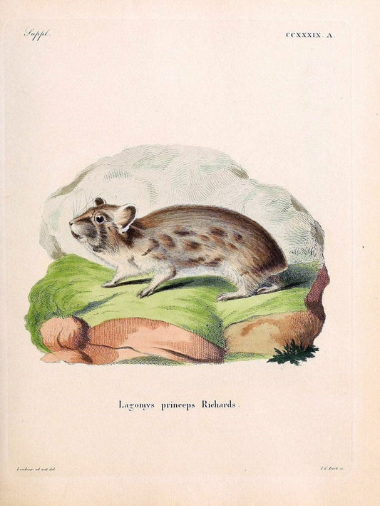 Die SÃ¤ugthiere in Abbildungen nach der Natur /.Erlangen :Expedition des Schreber'schen sÃ¤ugthier- und des Esper'schen Schmetterlingswerkes [etc.,1774]-1846.. |  | Vintage Print Reproduction 473422