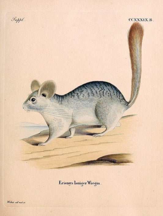 Die SÃ¤ugthiere in Abbildungen nach der Natur /.Erlangen :Expedition des Schreber'schen sÃ¤ugthier- und des Esper'schen Schmetterlingswerkes [etc.,1774]-1846.. |  | Vintage Print Reproduction 473423