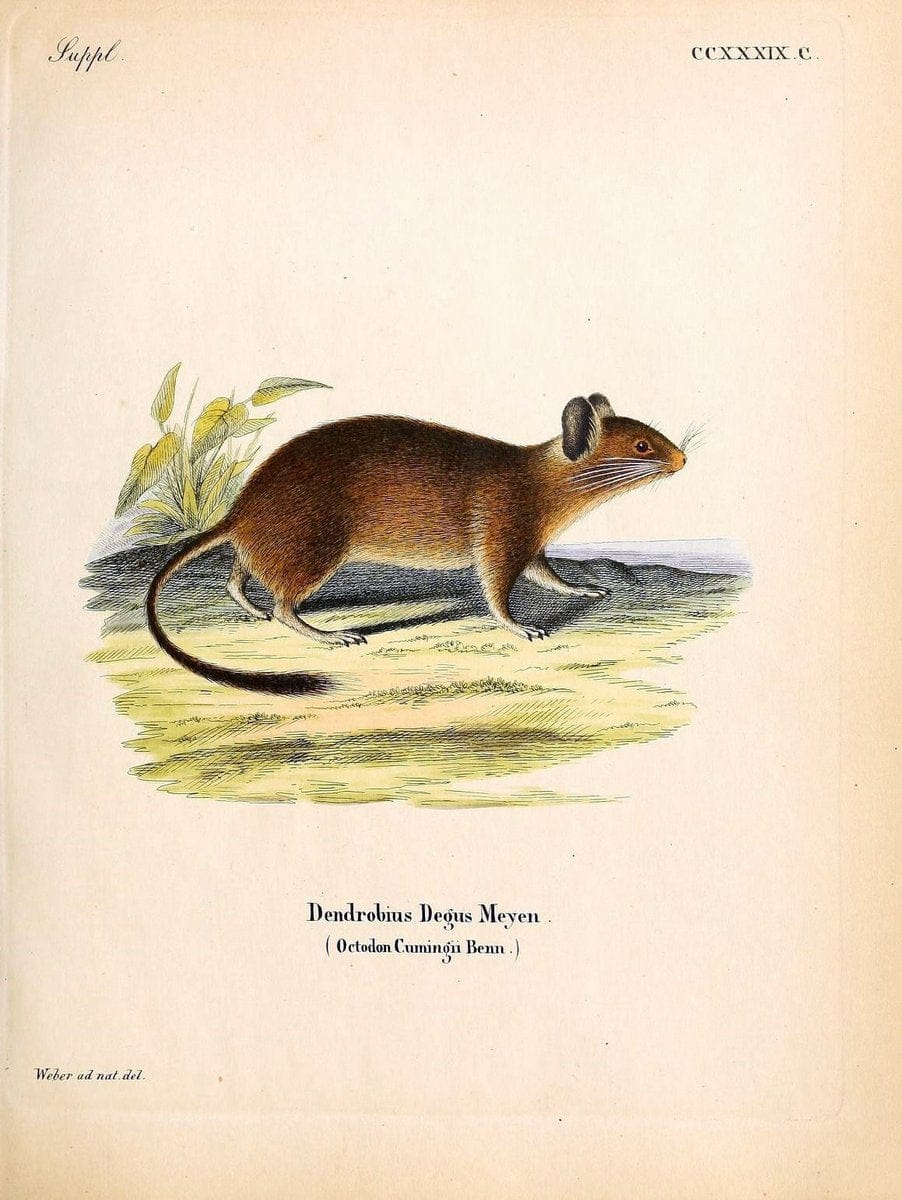 Die SÃ¤ugthiere in Abbildungen nach der Natur /.Erlangen :Expedition des Schreber'schen sÃ¤ugthier- und des Esper'schen Schmetterlingswerkes [etc.,1774]-1846.. |  | Vintage Print Reproduction 473424