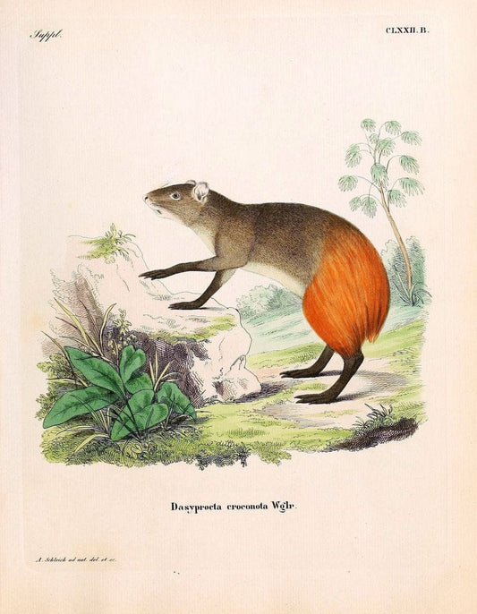 Die SÃ¤ugthiere in Abbildungen nach der Natur /.Erlangen :Expedition des Schreber'schen sÃ¤ugthier- und des Esper'schen Schmetterlingswerkes [etc.,1774]-1846.. |  | Vintage Print Reproduction 473426