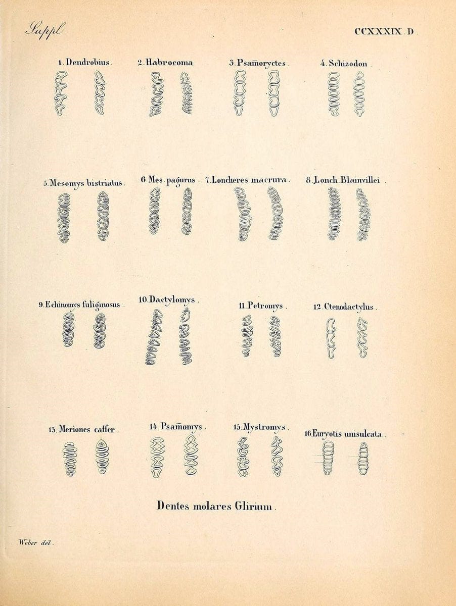 Die SÃ¤ugthiere in Abbildungen nach der Natur /.Erlangen :Expedition des Schreber'schen sÃ¤ugthier- und des Esper'schen Schmetterlingswerkes [etc.,1774]-1846.. |  | Vintage Print Reproduction 473427