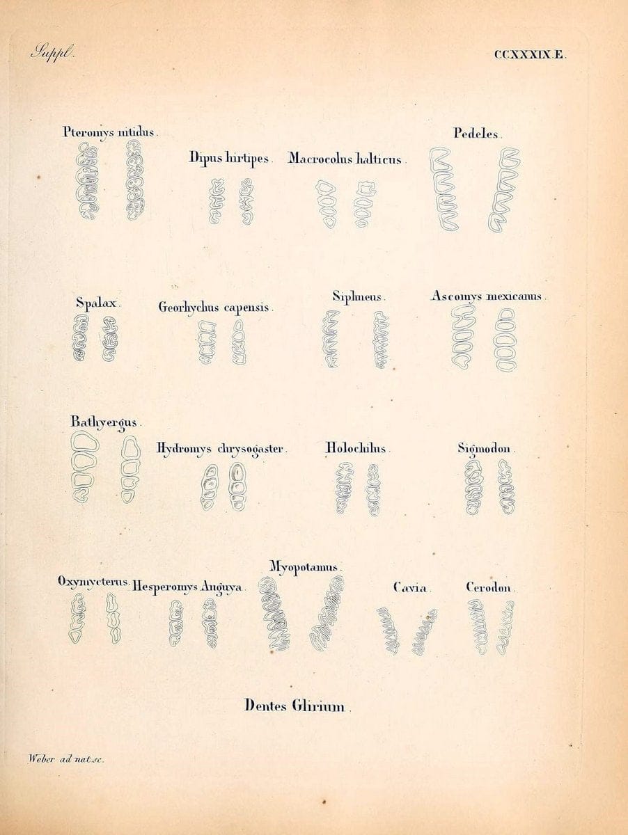Die SÃ¤ugthiere in Abbildungen nach der Natur /.Erlangen :Expedition des Schreber'schen sÃ¤ugthier- und des Esper'schen Schmetterlingswerkes [etc.,1774]-1846.. |  | Vintage Print Reproduction 473428
