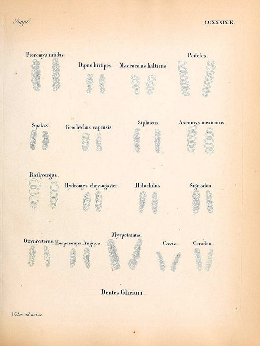 Die SÃ¤ugthiere in Abbildungen nach der Natur /.Erlangen :Expedition des Schreber'schen sÃ¤ugthier- und des Esper'schen Schmetterlingswerkes [etc.,1774]-1846.. |  | Vintage Print Reproduction 473428