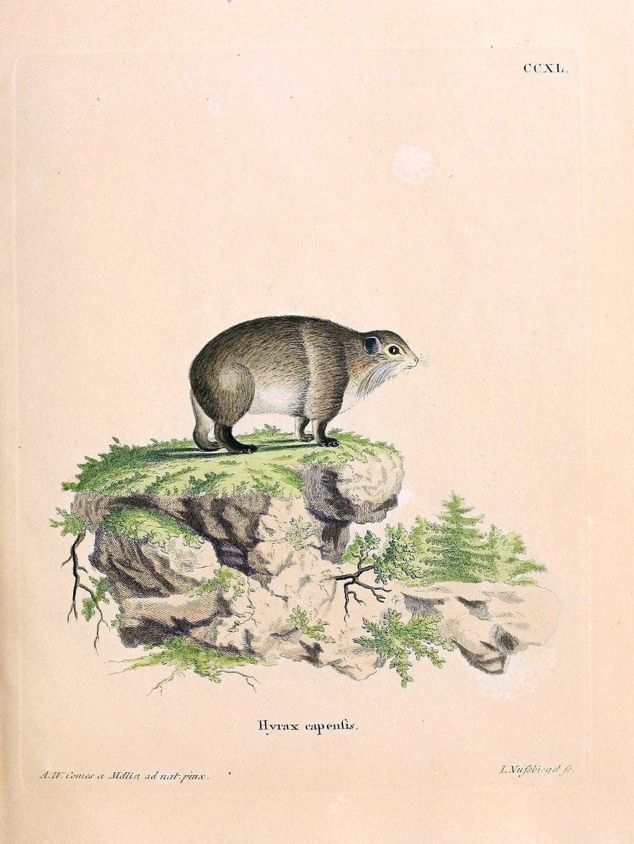 Die SÃ¤ugthiere in Abbildungen nach der Natur /.Erlangen :Expedition des Schreber'schen sÃ¤ugthier- und des Esper'schen Schmetterlingswerkes [etc.,1774]-1846.. |  | Vintage Print Reproduction 473429
