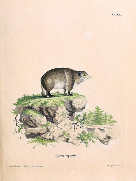 Die SÃ¤ugthiere in Abbildungen nach der Natur /.Erlangen :Expedition des Schreber'schen sÃ¤ugthier- und des Esper'schen Schmetterlingswerkes [etc.,1774]-1846.. |  | Vintage Print Reproduction 473429