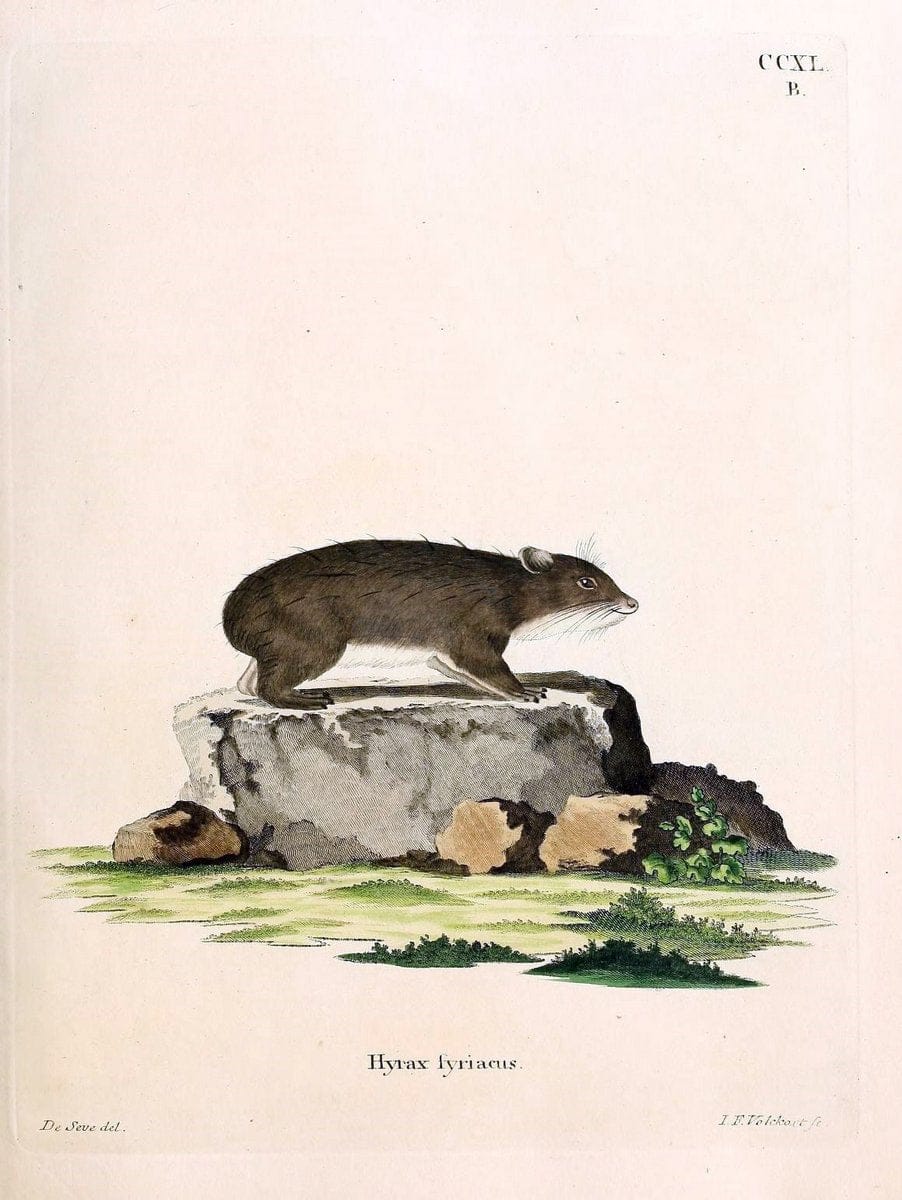 Die SÃ¤ugthiere in Abbildungen nach der Natur /.Erlangen :Expedition des Schreber'schen sÃ¤ugthier- und des Esper'schen Schmetterlingswerkes [etc.,1774]-1846.. |  | Vintage Print Reproduction 473430