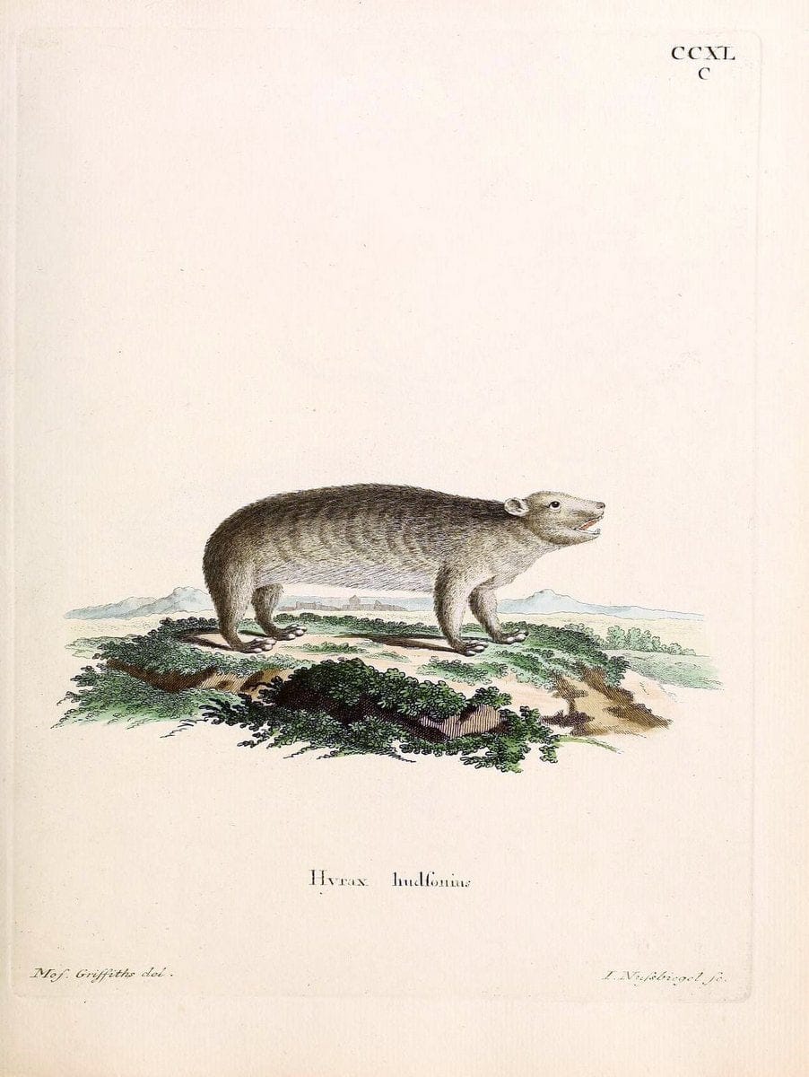Die SÃ¤ugthiere in Abbildungen nach der Natur /.Erlangen :Expedition des Schreber'schen sÃ¤ugthier- und des Esper'schen Schmetterlingswerkes [etc.,1774]-1846.. |  | Vintage Print Reproduction 473431