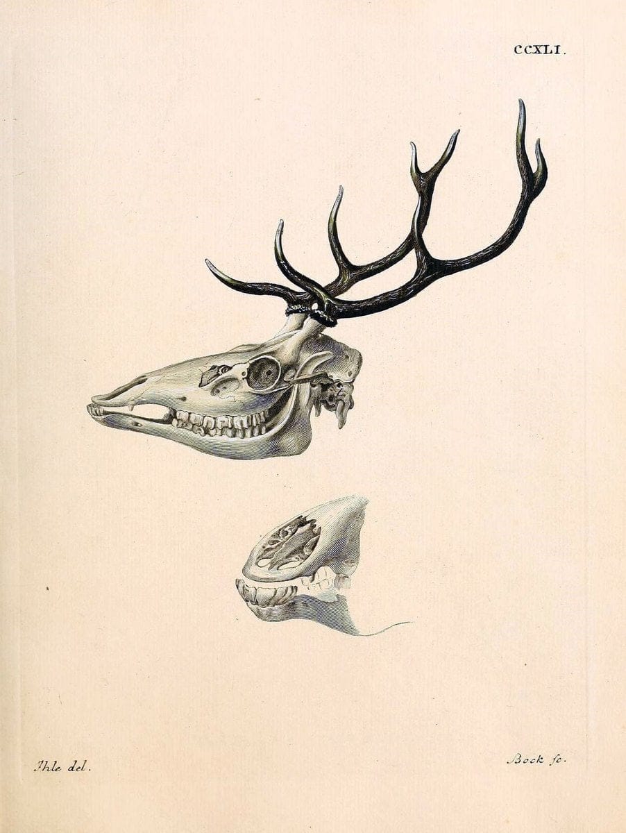 Die SÃ¤ugthiere in Abbildungen nach der Natur /.Erlangen :Expedition des Schreber'schen sÃ¤ugthier- und des Esper'schen Schmetterlingswerkes [etc.,1774]-1846.. |  | Vintage Print Reproduction 473432