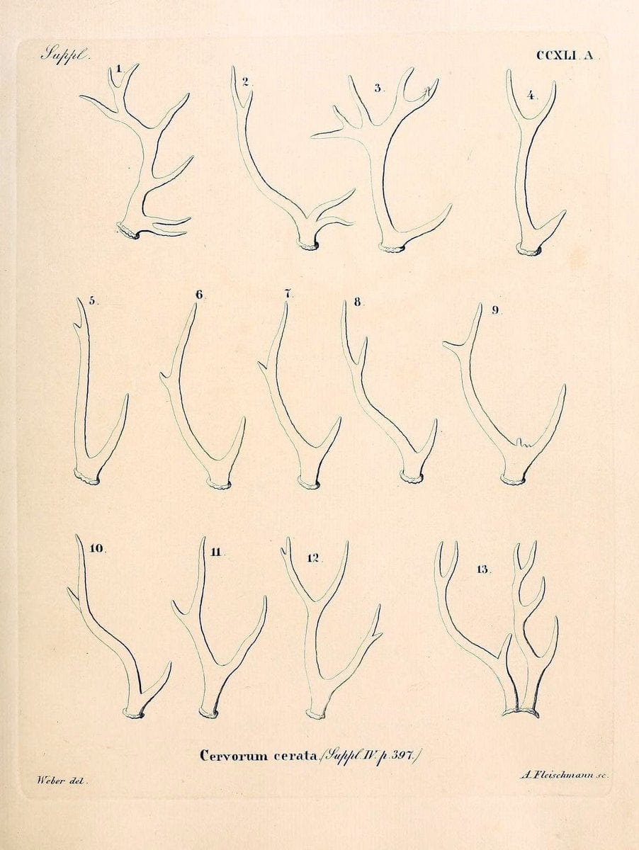 Die SÃ¤ugthiere in Abbildungen nach der Natur /.Erlangen :Expedition des Schreber'schen sÃ¤ugthier- und des Esper'schen Schmetterlingswerkes [etc.,1774]-1846.. |  | Vintage Print Reproduction 473433