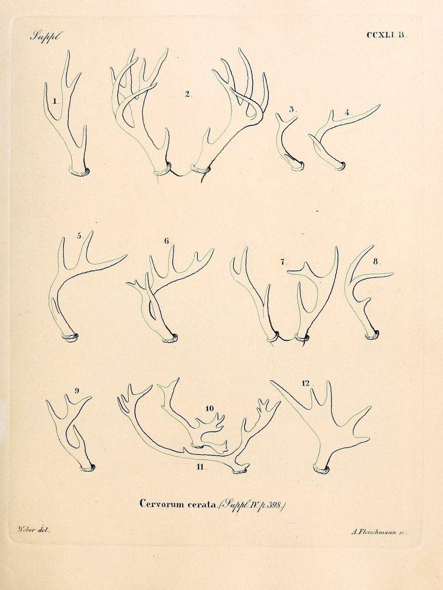 Die SÃ¤ugthiere in Abbildungen nach der Natur /.Erlangen :Expedition des Schreber'schen sÃ¤ugthier- und des Esper'schen Schmetterlingswerkes [etc.,1774]-1846.. |  | Vintage Print Reproduction 473434