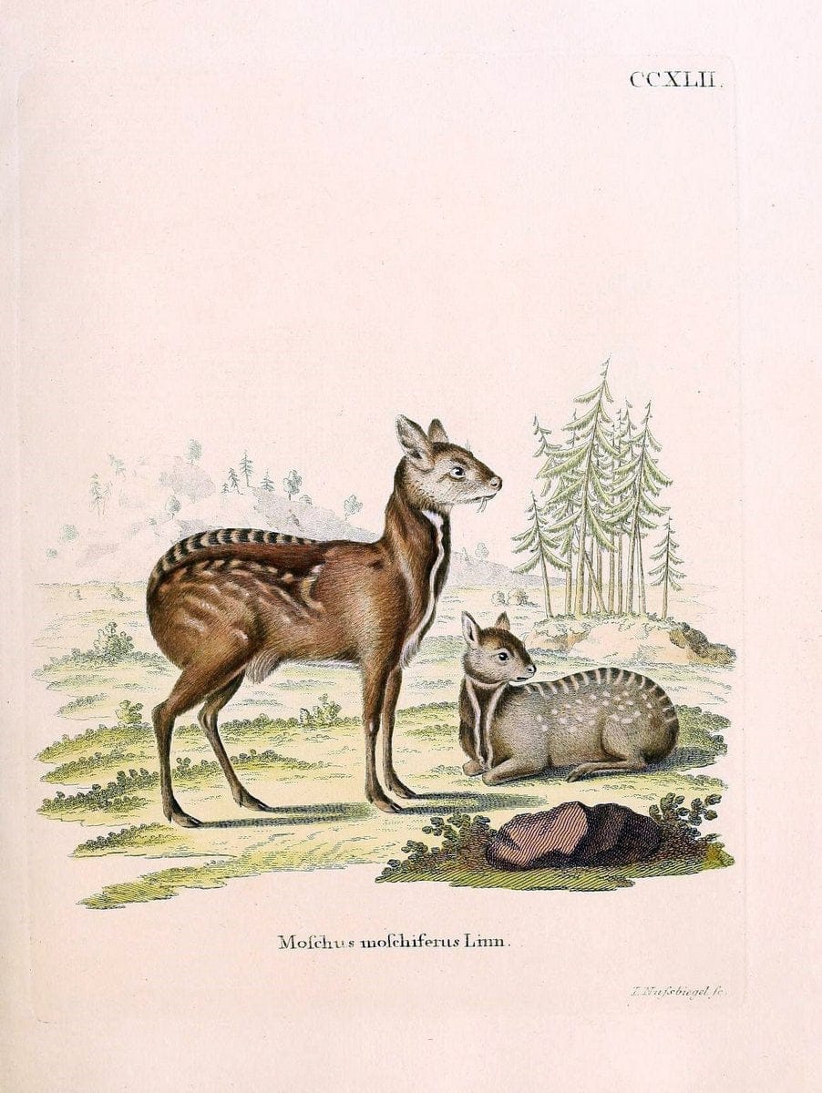 Die SÃ¤ugthiere in Abbildungen nach der Natur /.Erlangen :Expedition des Schreber'schen sÃ¤ugthier- und des Esper'schen Schmetterlingswerkes [etc.,1774]-1846.. |  | Vintage Print Reproduction 473435