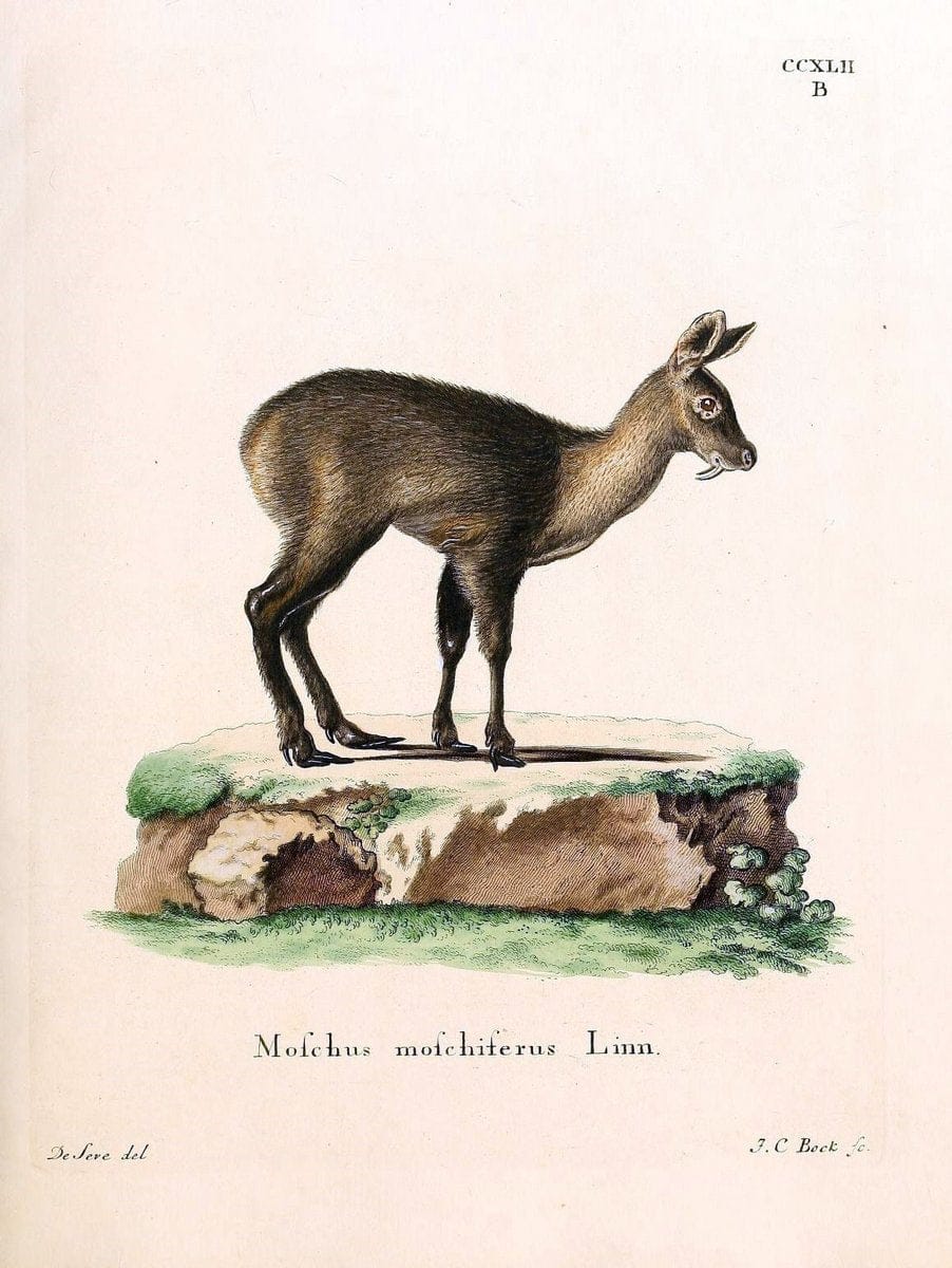 Die SÃ¤ugthiere in Abbildungen nach der Natur /.Erlangen :Expedition des Schreber'schen sÃ¤ugthier- und des Esper'schen Schmetterlingswerkes [etc.,1774]-1846.. |  | Vintage Print Reproduction 473436