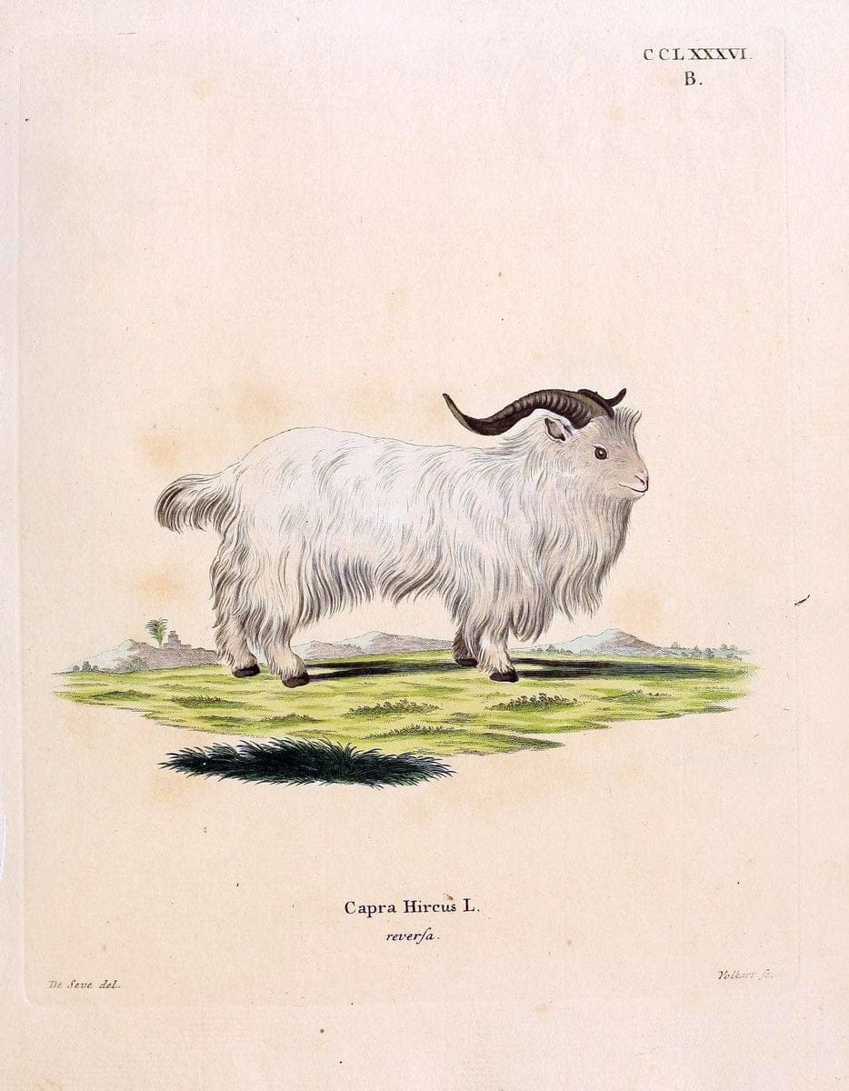 Die SÃ¤ugthiere in Abbildungen nach der Natur /.Erlangen :Expedition des Schreber'schen sÃ¤ugthier- und des Esper'schen Schmetterlingswerkes [etc.,1774]-1846.. |  | Vintage Print Reproduction 473437