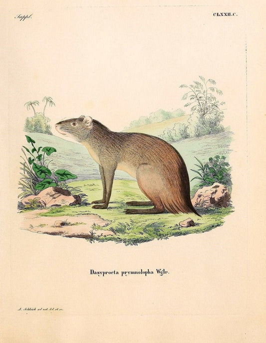 Die SÃ¤ugthiere in Abbildungen nach der Natur /.Erlangen :Expedition des Schreber'schen sÃ¤ugthier- und des Esper'schen Schmetterlingswerkes [etc.,1774]-1846.. |  | Vintage Print Reproduction 473438