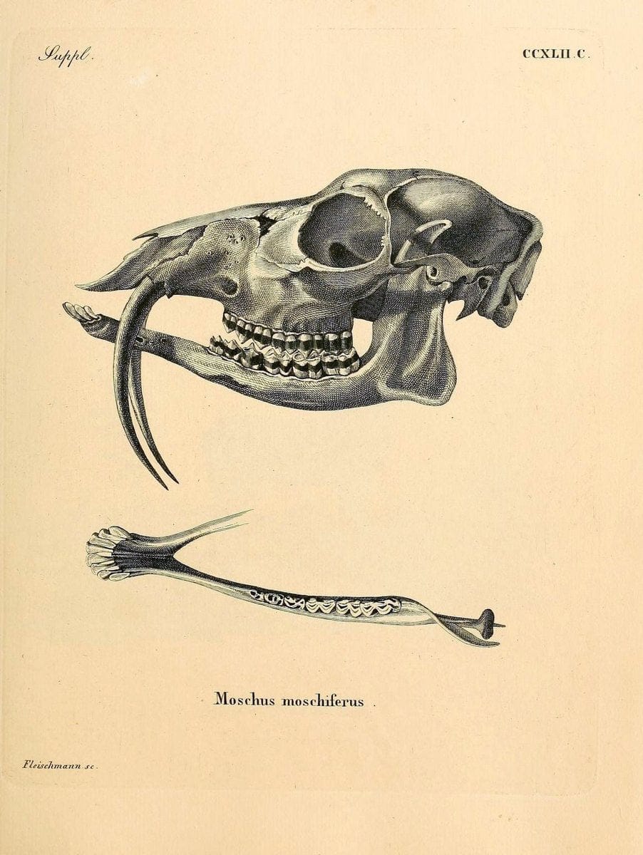 Die SÃ¤ugthiere in Abbildungen nach der Natur /.Erlangen :Expedition des Schreber'schen sÃ¤ugthier- und des Esper'schen Schmetterlingswerkes [etc.,1774]-1846.. |  | Vintage Print Reproduction 473439