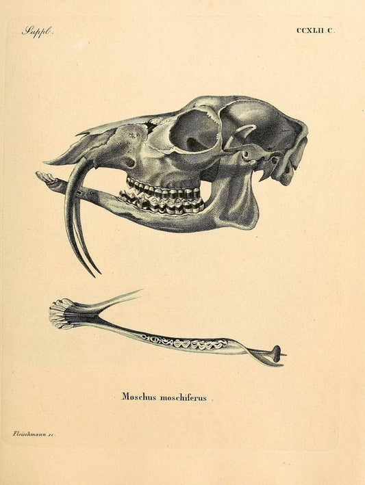 Die SÃ¤ugthiere in Abbildungen nach der Natur /.Erlangen :Expedition des Schreber'schen sÃ¤ugthier- und des Esper'schen Schmetterlingswerkes [etc.,1774]-1846.. |  | Vintage Print Reproduction 473439