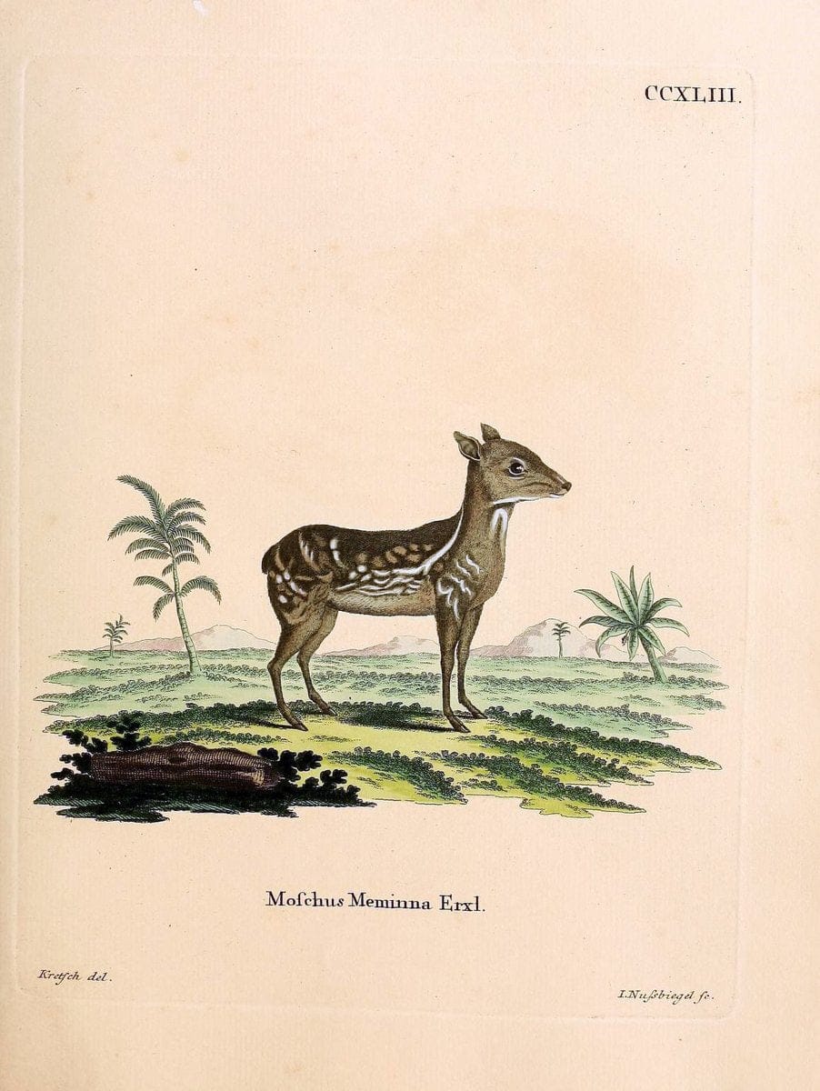 Die SÃ¤ugthiere in Abbildungen nach der Natur /.Erlangen :Expedition des Schreber'schen sÃ¤ugthier- und des Esper'schen Schmetterlingswerkes [etc.,1774]-1846.. |  | Vintage Print Reproduction 473440