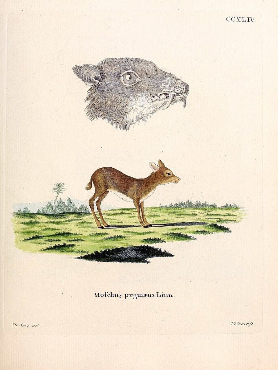 Die SÃ¤ugthiere in Abbildungen nach der Natur /.Erlangen :Expedition des Schreber'schen sÃ¤ugthier- und des Esper'schen Schmetterlingswerkes [etc.,1774]-1846.. |  | Vintage Print Reproduction 473441