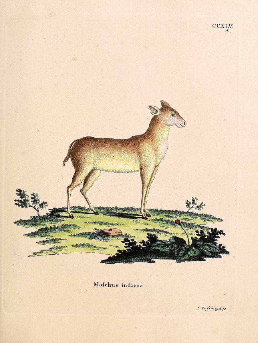 Die SÃ¤ugthiere in Abbildungen nach der Natur /.Erlangen :Expedition des Schreber'schen sÃ¤ugthier- und des Esper'schen Schmetterlingswerkes [etc.,1774]-1846.. |  | Vintage Print Reproduction 473442