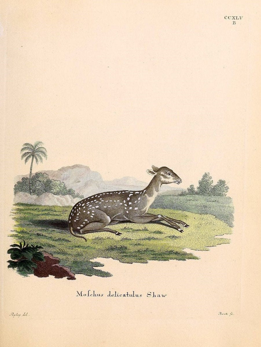 Die SÃ¤ugthiere in Abbildungen nach der Natur /.Erlangen :Expedition des Schreber'schen sÃ¤ugthier- und des Esper'schen Schmetterlingswerkes [etc.,1774]-1846.. |  | Vintage Print Reproduction 473443