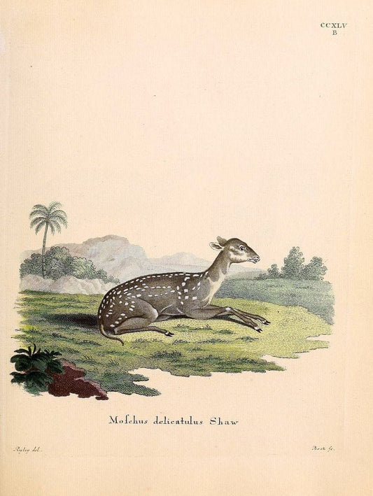 Die SÃ¤ugthiere in Abbildungen nach der Natur /.Erlangen :Expedition des Schreber'schen sÃ¤ugthier- und des Esper'schen Schmetterlingswerkes [etc.,1774]-1846.. |  | Vintage Print Reproduction 473443