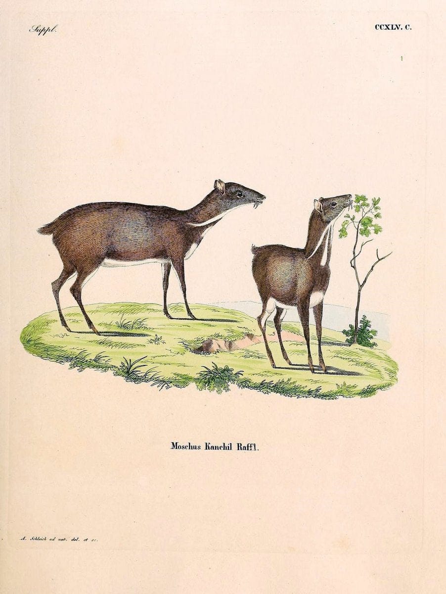 Die SÃ¤ugthiere in Abbildungen nach der Natur /.Erlangen :Expedition des Schreber'schen sÃ¤ugthier- und des Esper'schen Schmetterlingswerkes [etc.,1774]-1846.. |  | Vintage Print Reproduction 473444