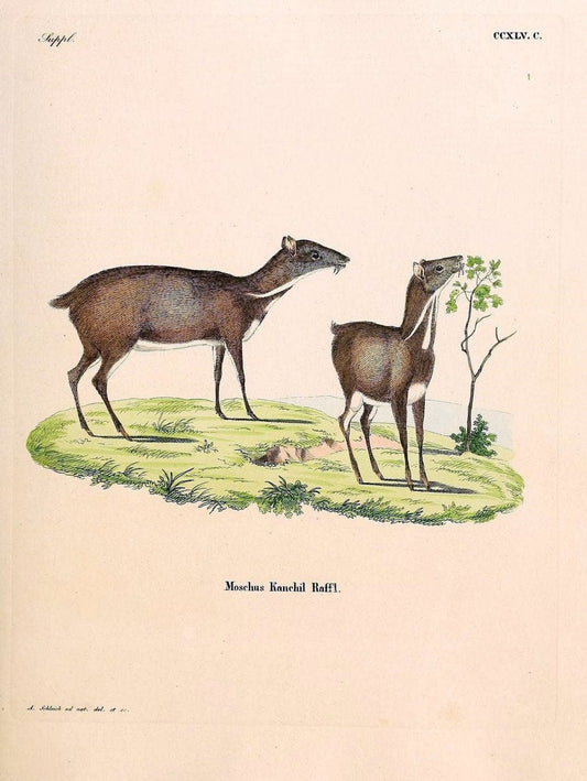 Die SÃ¤ugthiere in Abbildungen nach der Natur /.Erlangen :Expedition des Schreber'schen sÃ¤ugthier- und des Esper'schen Schmetterlingswerkes [etc.,1774]-1846.. |  | Vintage Print Reproduction 473444