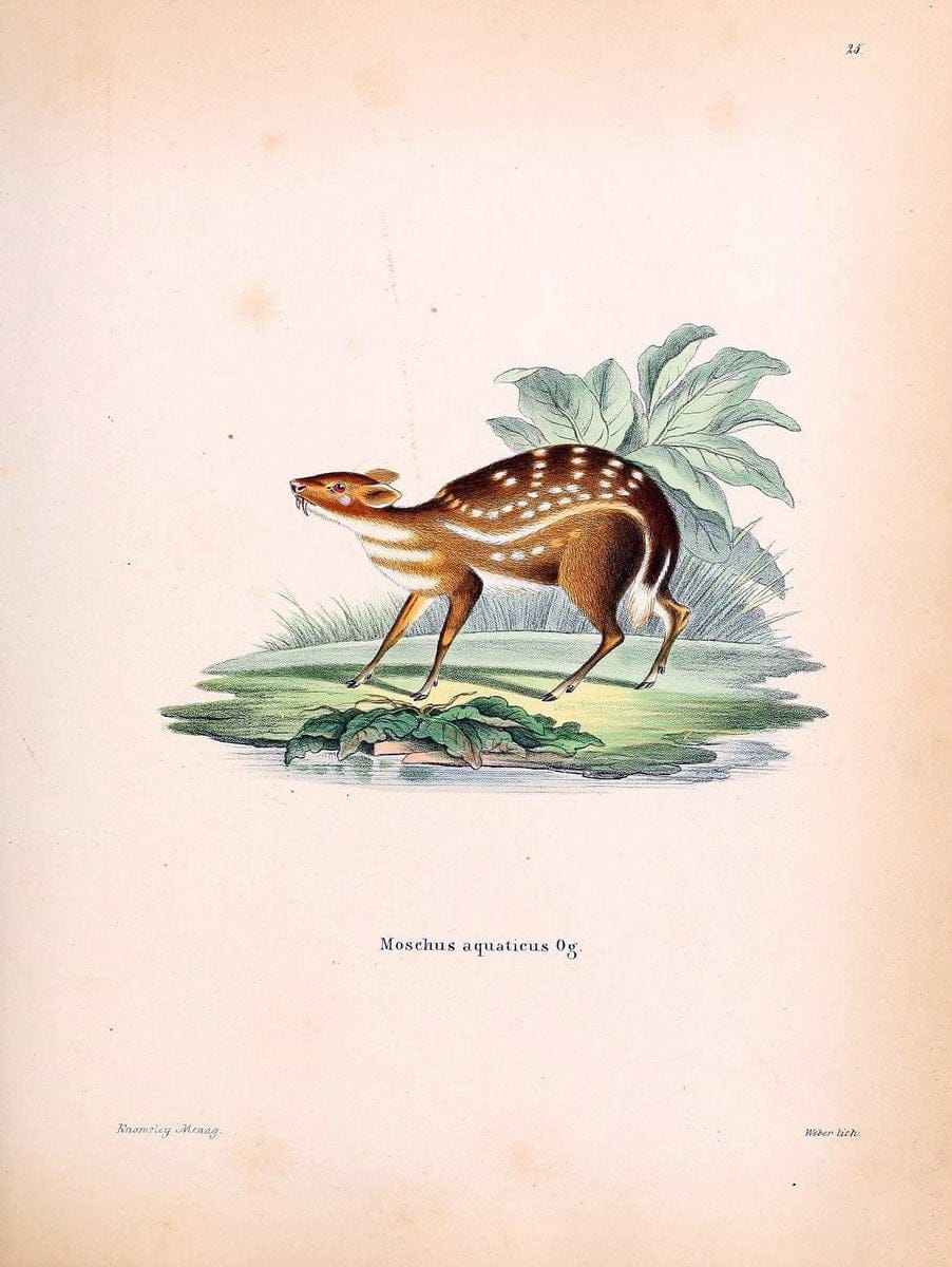 Die SÃ¤ugthiere in Abbildungen nach der Natur /.Erlangen :Expedition des Schreber'schen sÃ¤ugthier- und des Esper'schen Schmetterlingswerkes [etc.,1774]-1846.. |  | Vintage Print Reproduction 473445