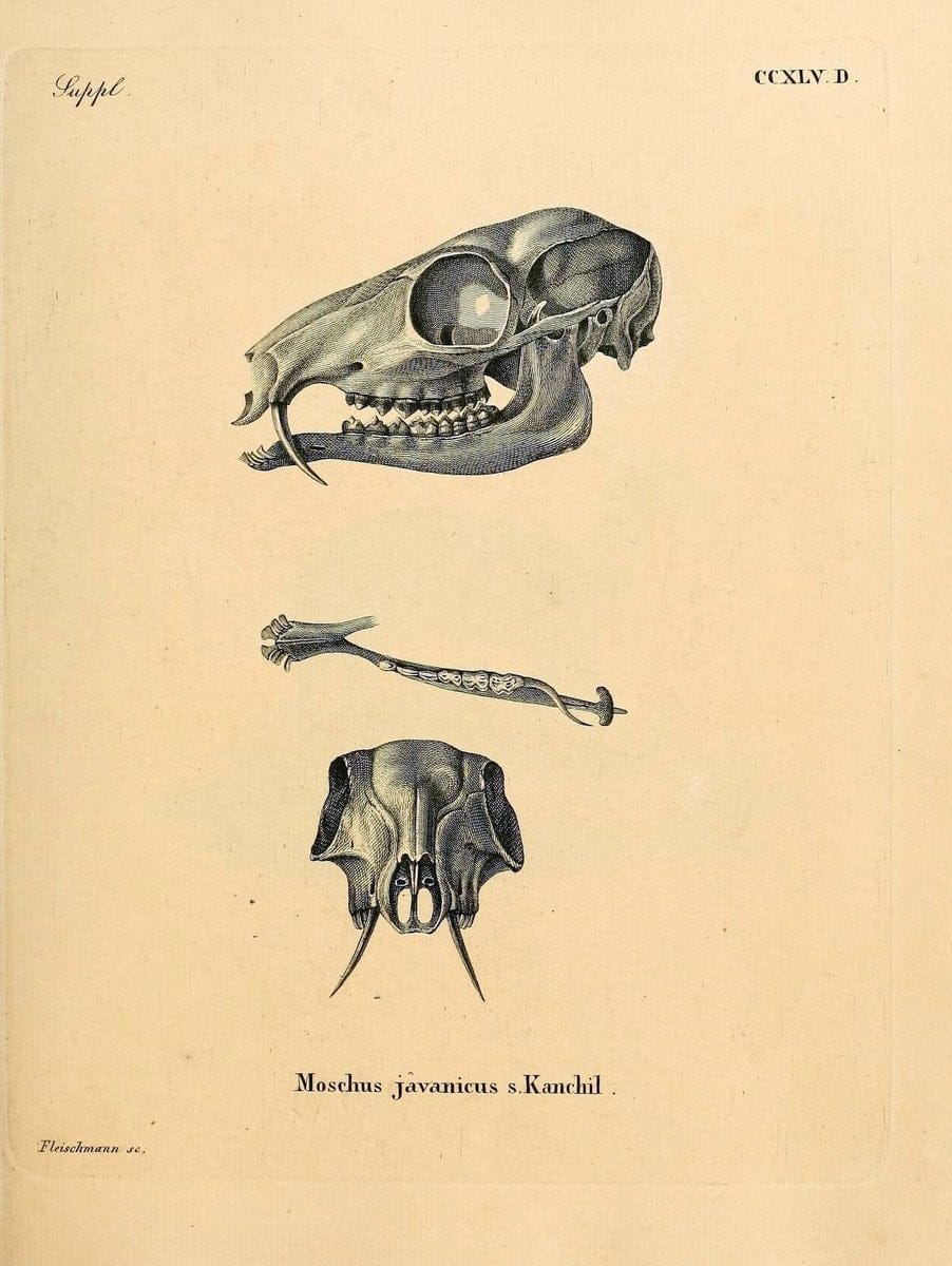 Die SÃ¤ugthiere in Abbildungen nach der Natur /.Erlangen :Expedition des Schreber'schen sÃ¤ugthier- und des Esper'schen Schmetterlingswerkes [etc.,1774]-1846.. |  | Vintage Print Reproduction 473446
