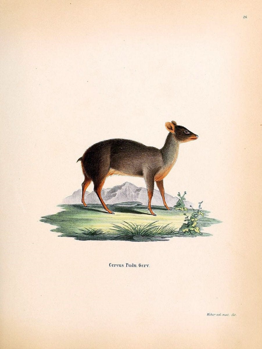 Die SÃ¤ugthiere in Abbildungen nach der Natur /.Erlangen :Expedition des Schreber'schen sÃ¤ugthier- und des Esper'schen Schmetterlingswerkes [etc.,1774]-1846.. |  | Vintage Print Reproduction 473447