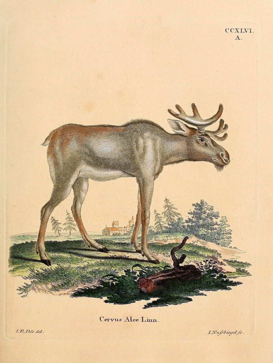 Die SÃ¤ugthiere in Abbildungen nach der Natur /.Erlangen :Expedition des Schreber'schen sÃ¤ugthier- und des Esper'schen Schmetterlingswerkes [etc.,1774]-1846.. |  | Vintage Print Reproduction 473448