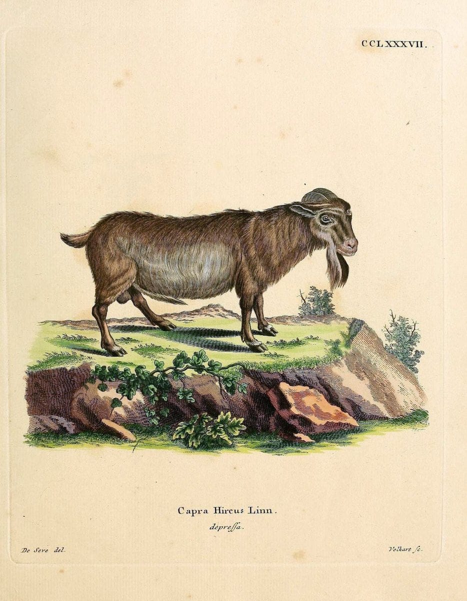 Die SÃ¤ugthiere in Abbildungen nach der Natur /.Erlangen :Expedition des Schreber'schen sÃ¤ugthier- und des Esper'schen Schmetterlingswerkes [etc.,1774]-1846.. |  | Vintage Print Reproduction 473449