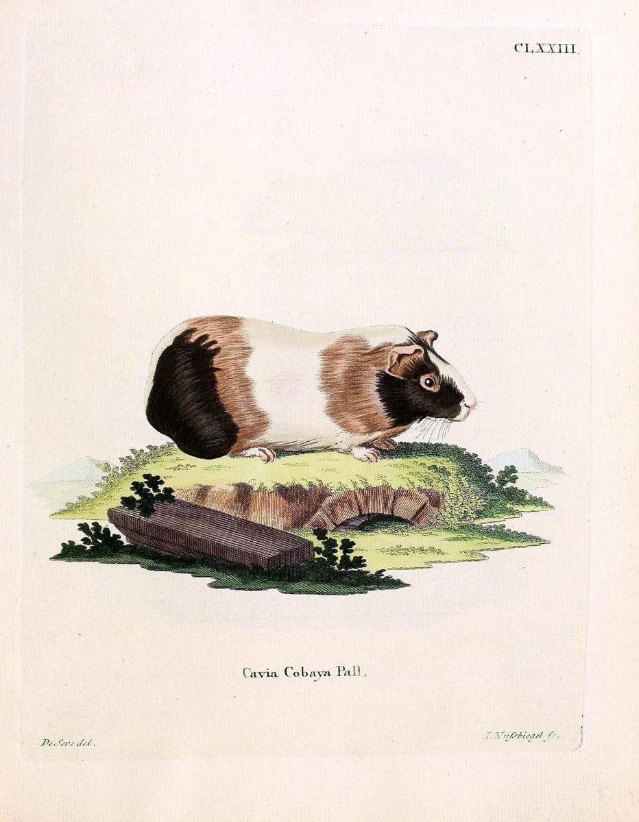 Die SÃ¤ugthiere in Abbildungen nach der Natur /.Erlangen :Expedition des Schreber'schen sÃ¤ugthier- und des Esper'schen Schmetterlingswerkes [etc.,1774]-1846.. |  | Vintage Print Reproduction 473450