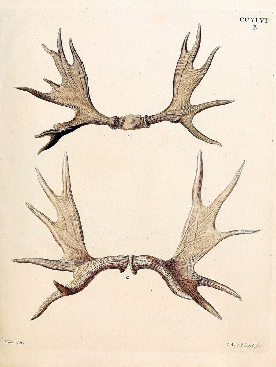 Die SÃ¤ugthiere in Abbildungen nach der Natur /.Erlangen :Expedition des Schreber'schen sÃ¤ugthier- und des Esper'schen Schmetterlingswerkes [etc.,1774]-1846.. |  | Vintage Print Reproduction 473451