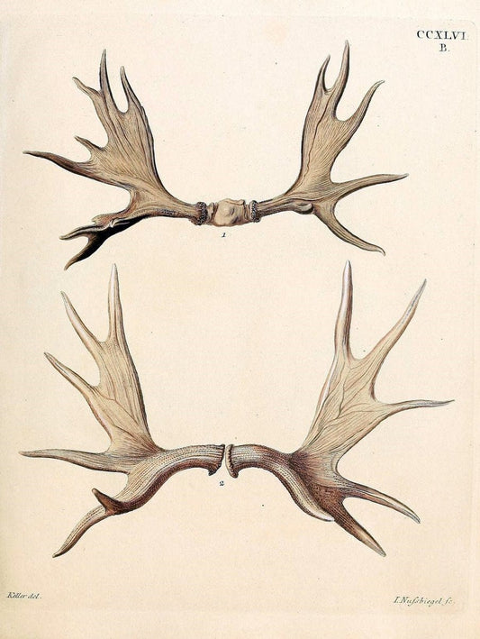 Die SÃ¤ugthiere in Abbildungen nach der Natur /.Erlangen :Expedition des Schreber'schen sÃ¤ugthier- und des Esper'schen Schmetterlingswerkes [etc.,1774]-1846.. |  | Vintage Print Reproduction 473451
