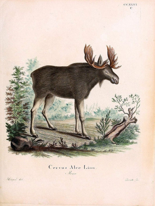 Die SÃ¤ugthiere in Abbildungen nach der Natur /.Erlangen :Expedition des Schreber'schen sÃ¤ugthier- und des Esper'schen Schmetterlingswerkes [etc.,1774]-1846.. |  | Vintage Print Reproduction 473452