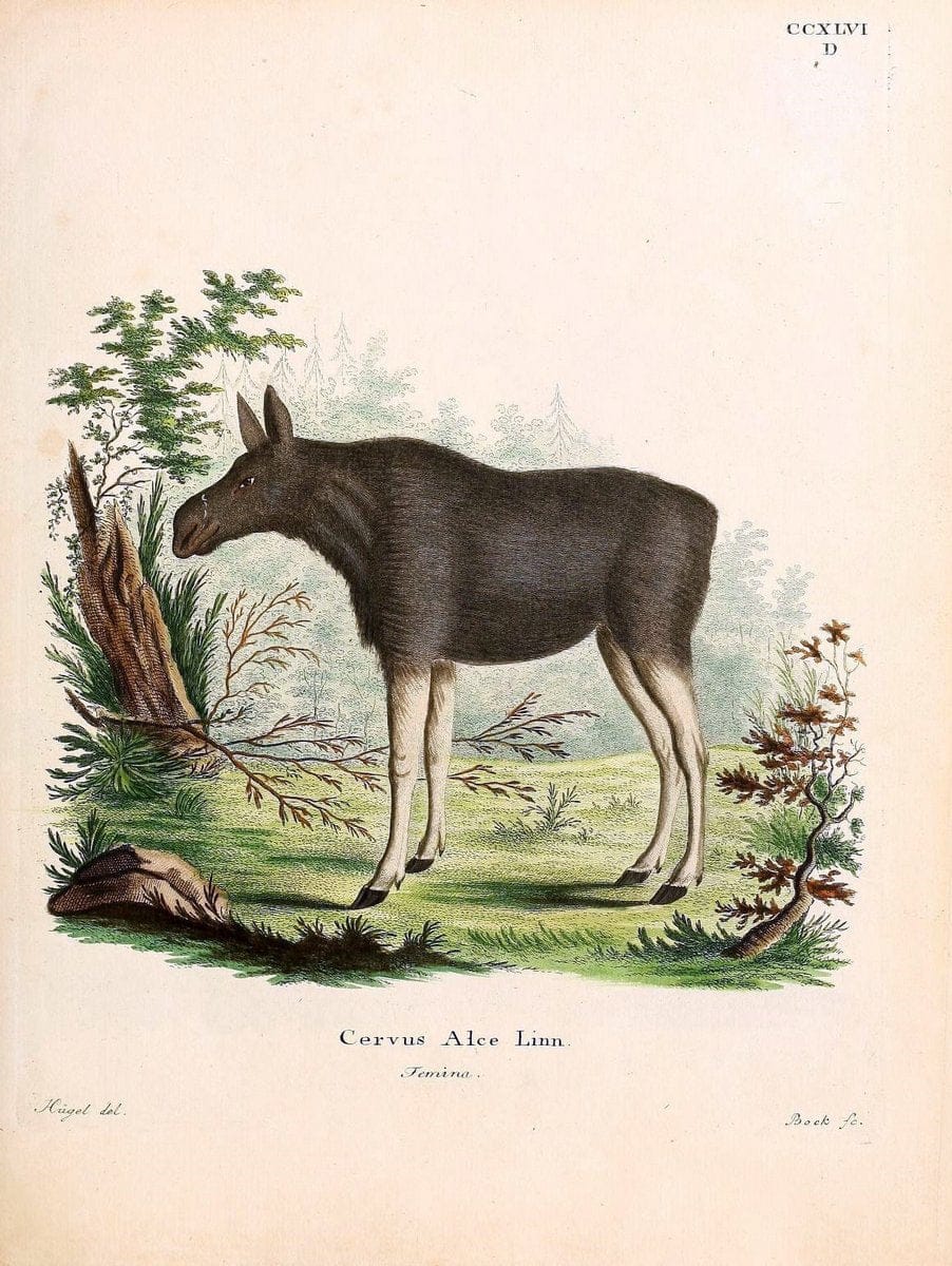 Die SÃ¤ugthiere in Abbildungen nach der Natur /.Erlangen :Expedition des Schreber'schen sÃ¤ugthier- und des Esper'schen Schmetterlingswerkes [etc.,1774]-1846.. |  | Vintage Print Reproduction 473453