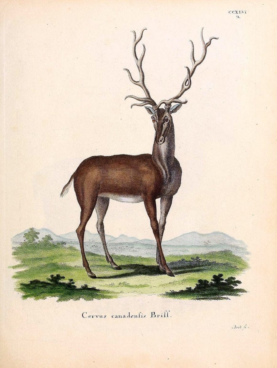 Die SÃ¤ugthiere in Abbildungen nach der Natur /.Erlangen :Expedition des Schreber'schen sÃ¤ugthier- und des Esper'schen Schmetterlingswerkes [etc.,1774]-1846.. |  | Vintage Print Reproduction 473454