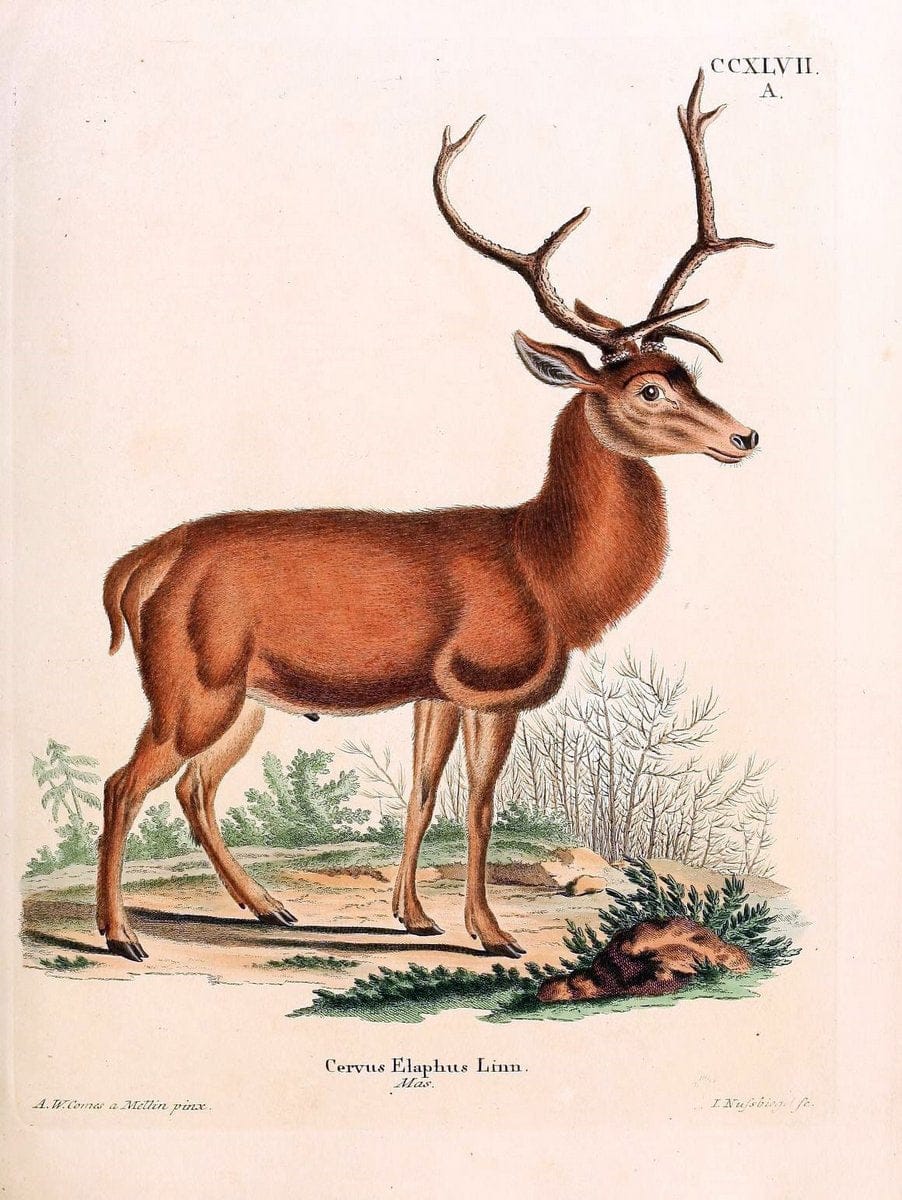 Die SÃ¤ugthiere in Abbildungen nach der Natur /.Erlangen :Expedition des Schreber'schen sÃ¤ugthier- und des Esper'schen Schmetterlingswerkes [etc.,1774]-1846.. |  | Vintage Print Reproduction 473455