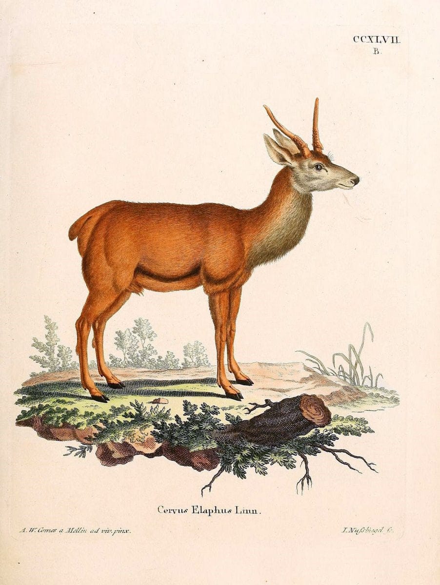 Die SÃ¤ugthiere in Abbildungen nach der Natur /.Erlangen :Expedition des Schreber'schen sÃ¤ugthier- und des Esper'schen Schmetterlingswerkes [etc.,1774]-1846.. |  | Vintage Print Reproduction 473456