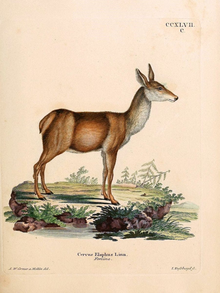 Die SÃ¤ugthiere in Abbildungen nach der Natur /.Erlangen :Expedition des Schreber'schen sÃ¤ugthier- und des Esper'schen Schmetterlingswerkes [etc.,1774]-1846.. |  | Vintage Print Reproduction 473457