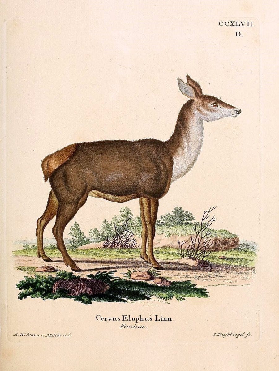 Die SÃ¤ugthiere in Abbildungen nach der Natur /.Erlangen :Expedition des Schreber'schen sÃ¤ugthier- und des Esper'schen Schmetterlingswerkes [etc.,1774]-1846.. |  | Vintage Print Reproduction 473458