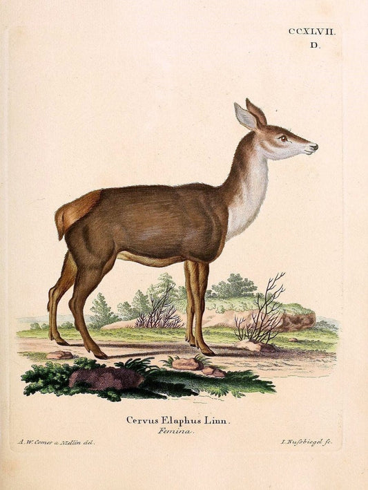 Die SÃ¤ugthiere in Abbildungen nach der Natur /.Erlangen :Expedition des Schreber'schen sÃ¤ugthier- und des Esper'schen Schmetterlingswerkes [etc.,1774]-1846.. |  | Vintage Print Reproduction 473458