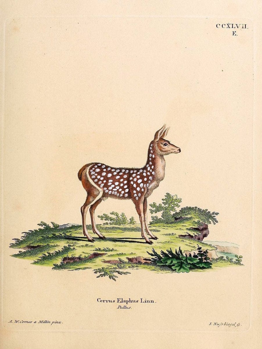 Die SÃ¤ugthiere in Abbildungen nach der Natur /.Erlangen :Expedition des Schreber'schen sÃ¤ugthier- und des Esper'schen Schmetterlingswerkes [etc.,1774]-1846.. |  | Vintage Print Reproduction 473459