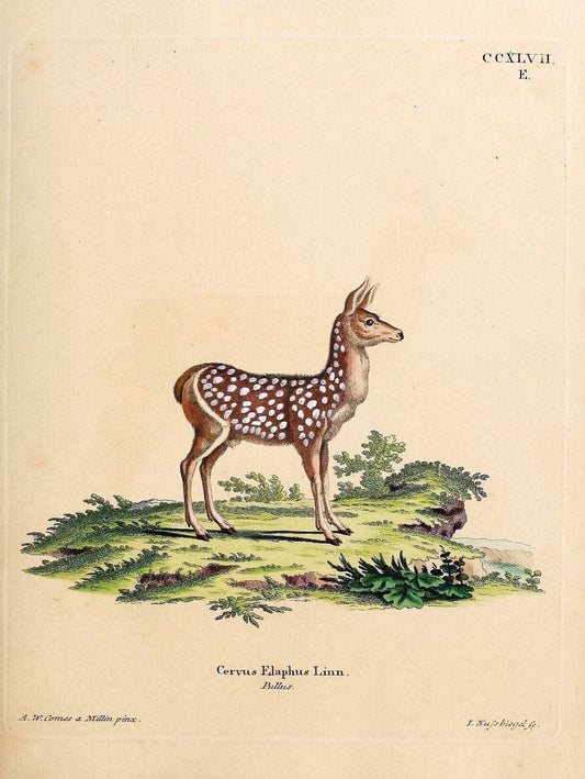 Die SÃ¤ugthiere in Abbildungen nach der Natur /.Erlangen :Expedition des Schreber'schen sÃ¤ugthier- und des Esper'schen Schmetterlingswerkes [etc.,1774]-1846.. |  | Vintage Print Reproduction 473459