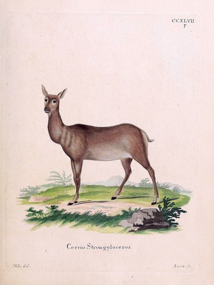 Die SÃ¤ugthiere in Abbildungen nach der Natur /.Erlangen :Expedition des Schreber'schen sÃ¤ugthier- und des Esper'schen Schmetterlingswerkes [etc.,1774]-1846.. |  | Vintage Print Reproduction 473460
