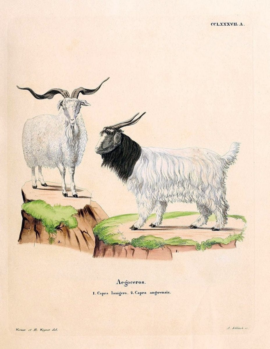 Die SÃ¤ugthiere in Abbildungen nach der Natur /.Erlangen :Expedition des Schreber'schen sÃ¤ugthier- und des Esper'schen Schmetterlingswerkes [etc.,1774]-1846.. |  | Vintage Print Reproduction 473461