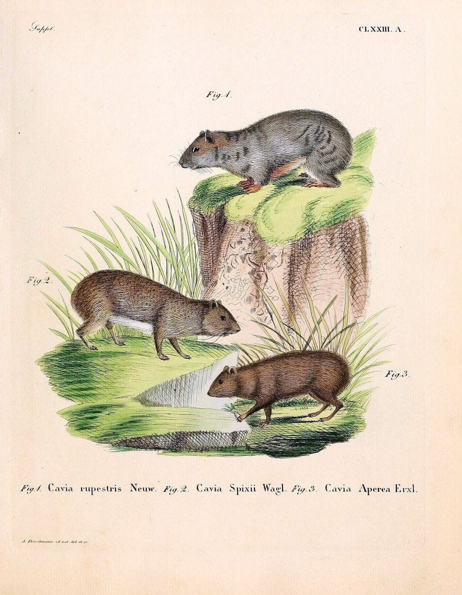 Die SÃ¤ugthiere in Abbildungen nach der Natur /.Erlangen :Expedition des Schreber'schen sÃ¤ugthier- und des Esper'schen Schmetterlingswerkes [etc.,1774]-1846.. |  | Vintage Print Reproduction 473462