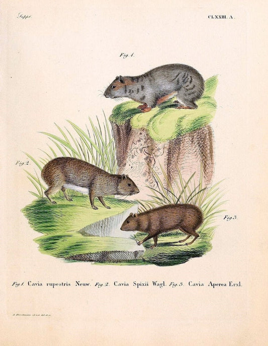 Die SÃ¤ugthiere in Abbildungen nach der Natur /.Erlangen :Expedition des Schreber'schen sÃ¤ugthier- und des Esper'schen Schmetterlingswerkes [etc.,1774]-1846.. |  | Vintage Print Reproduction 473462