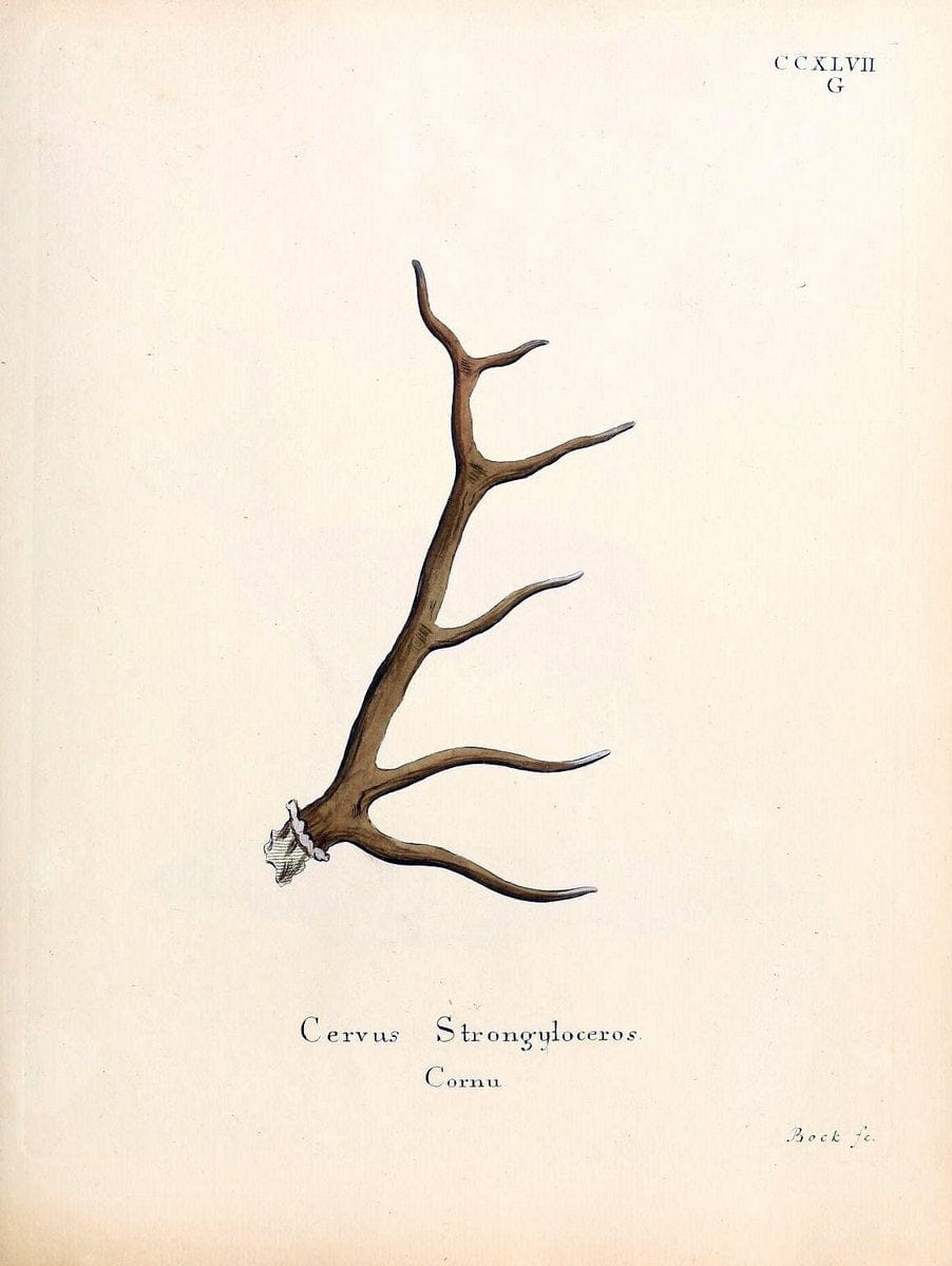 Die SÃ¤ugthiere in Abbildungen nach der Natur /.Erlangen :Expedition des Schreber'schen sÃ¤ugthier- und des Esper'schen Schmetterlingswerkes [etc.,1774]-1846.. |  | Vintage Print Reproduction 473463